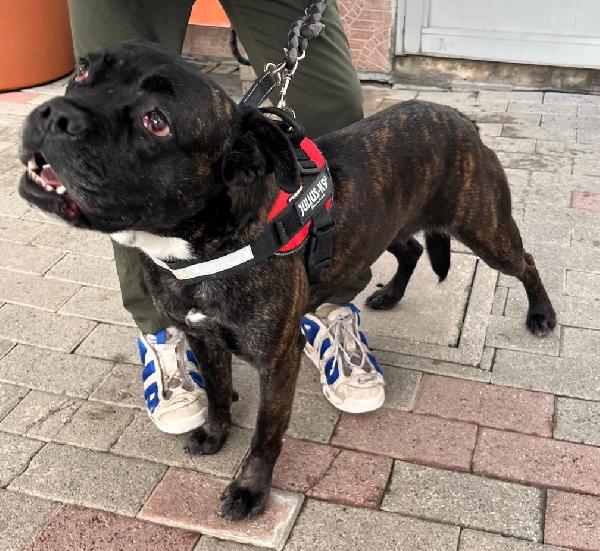 CHERRY BELLISSIMA BOXERINA Foto 3